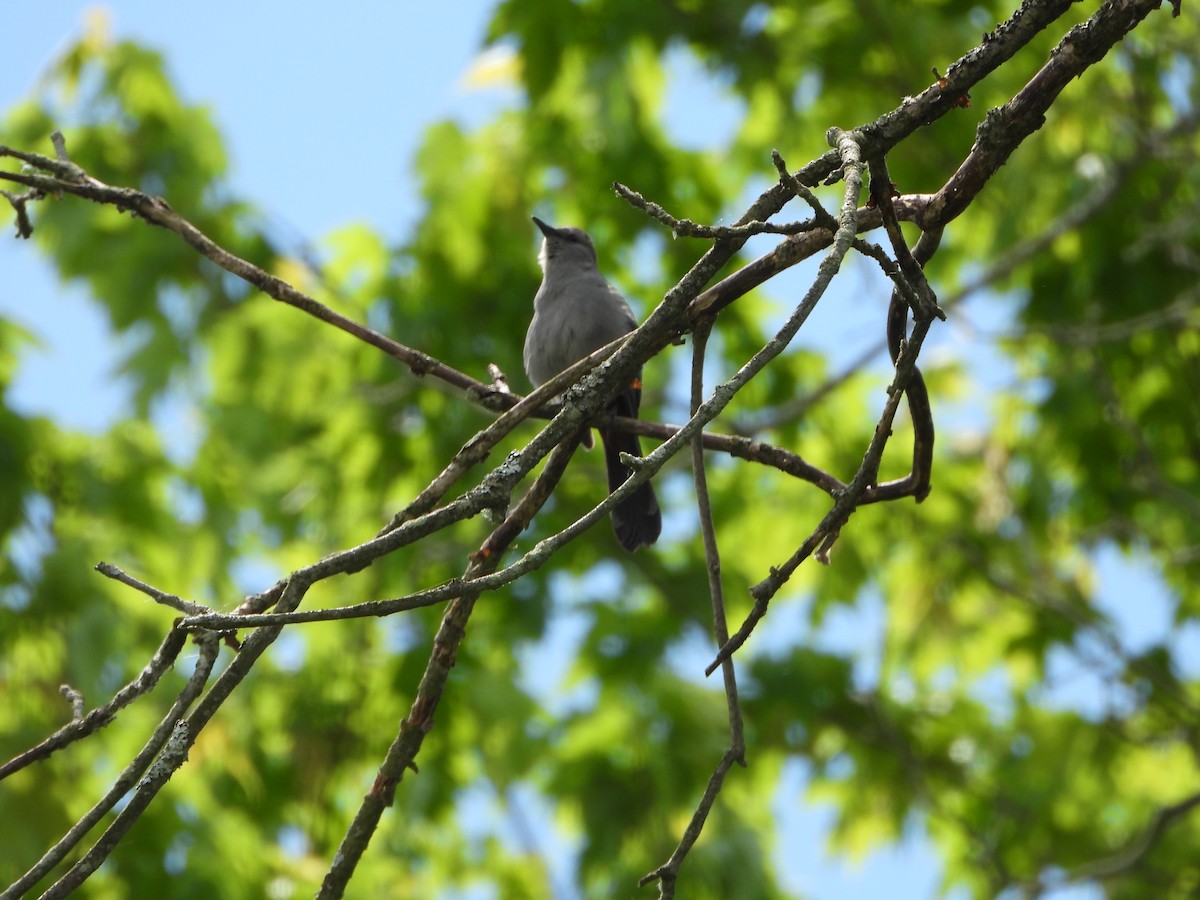 Gray Catbird - ML636241603