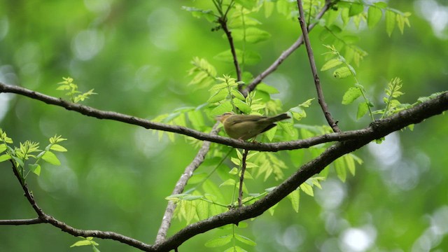 Worm-eating Warbler - ML636241669