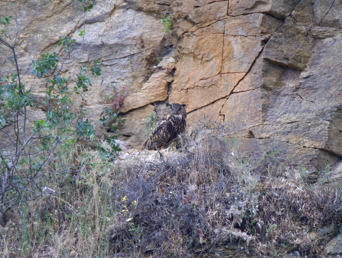 Eurasian Eagle-Owl - ML636241695