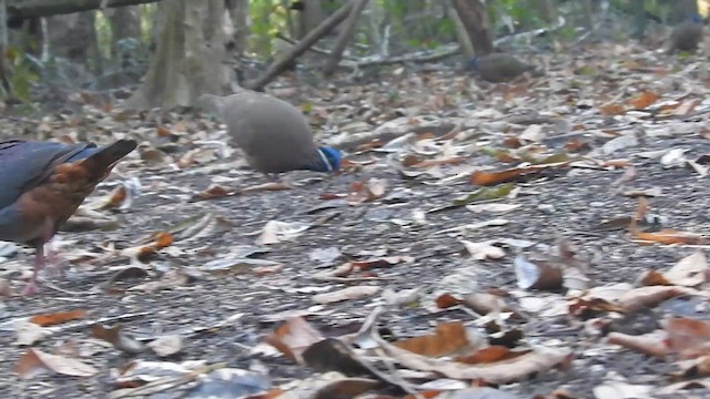Gray-fronted Quail-Dove - ML636241742