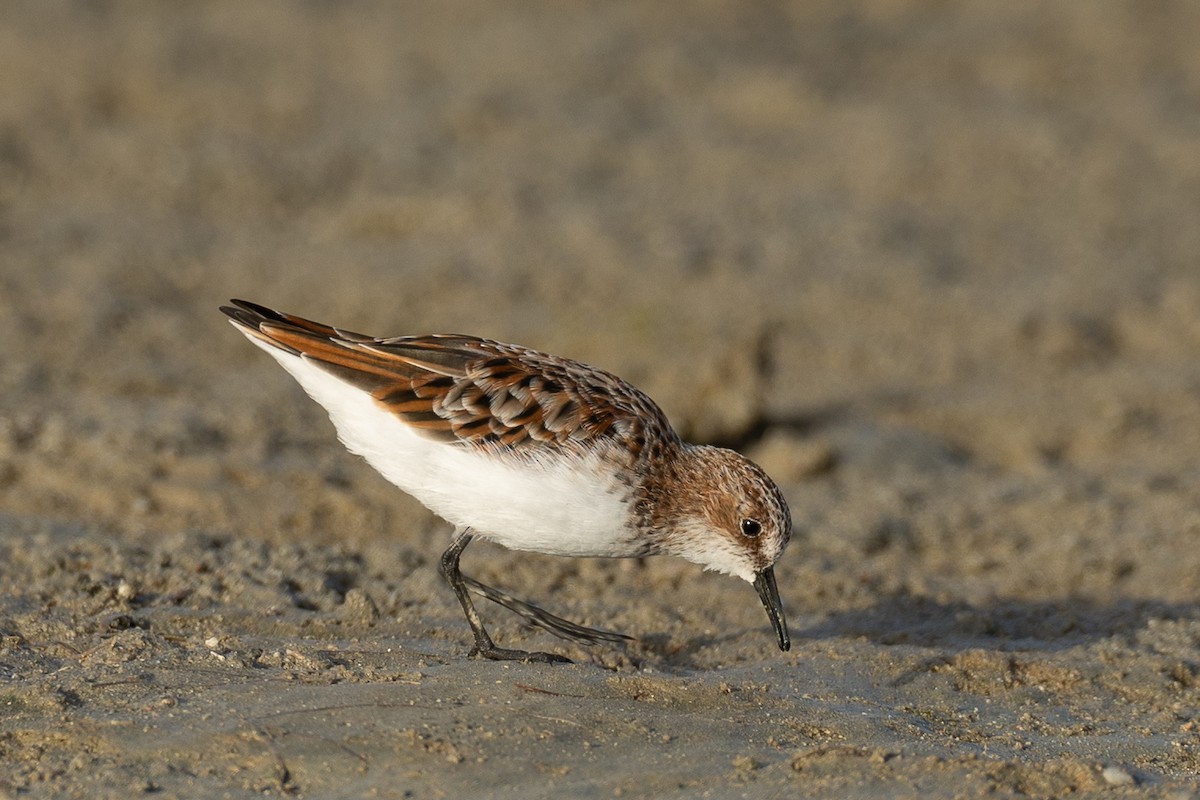 Little Stint - ML636241752