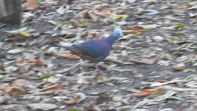 Gray-fronted Quail-Dove - ML636241787