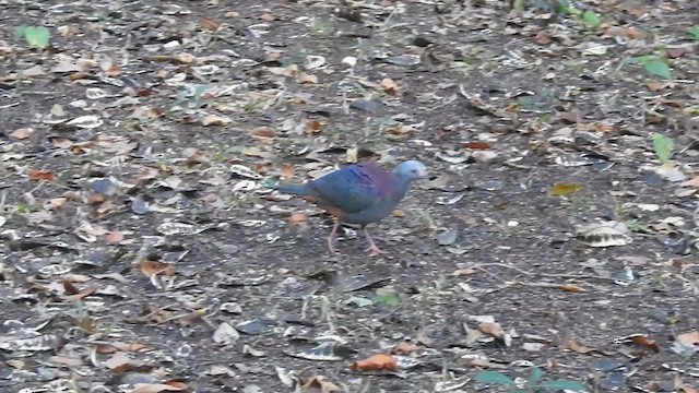 Gray-fronted Quail-Dove - ML636241820
