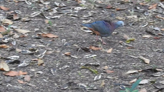 Gray-fronted Quail-Dove - ML636241844
