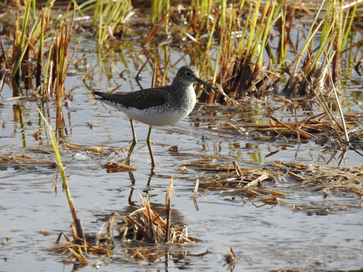 Solitary Sandpiper - ML636241872