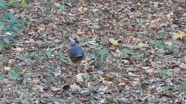 Gray-fronted Quail-Dove - ML636241884