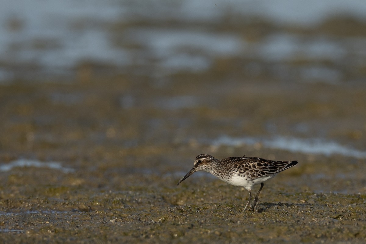 Broad-billed Sandpiper - ML636241940