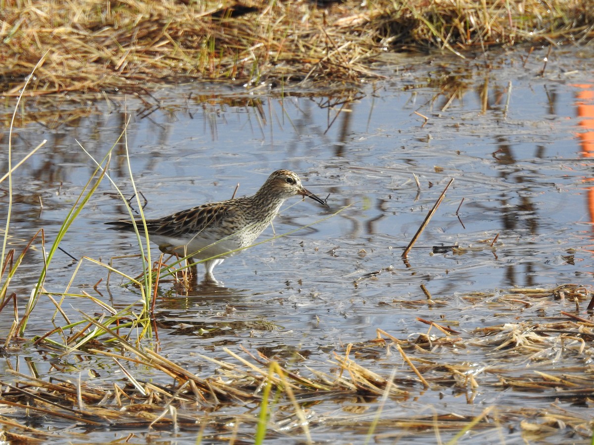 Pectoral Sandpiper - ML636241945