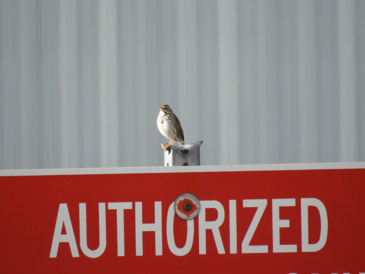 Savannah Sparrow - ML636241991