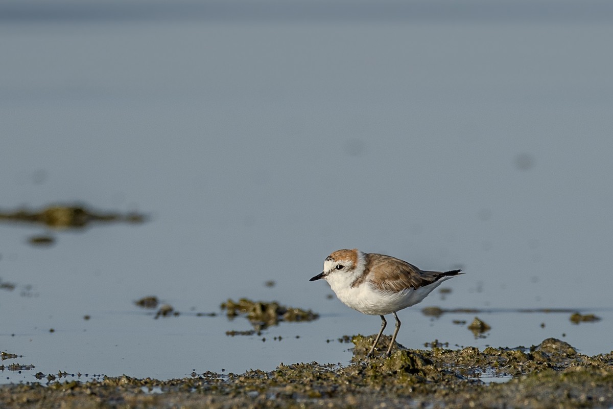 Kentish Plover - ML636242007