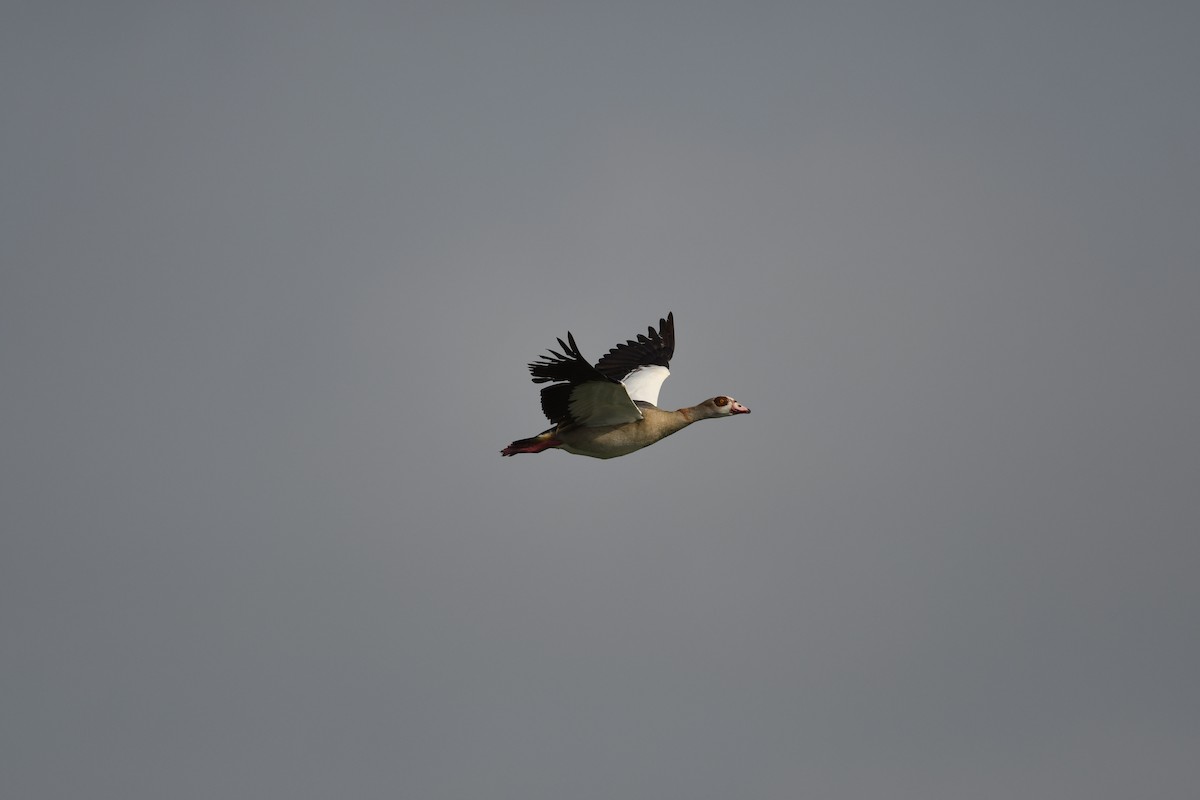 Egyptian Goose - ML636242044