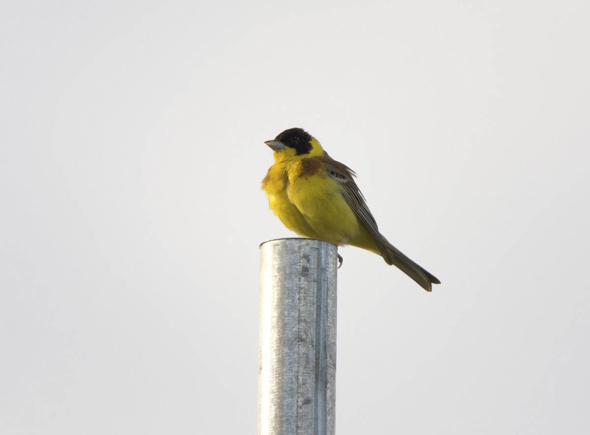 Black-headed Bunting - ML636242068