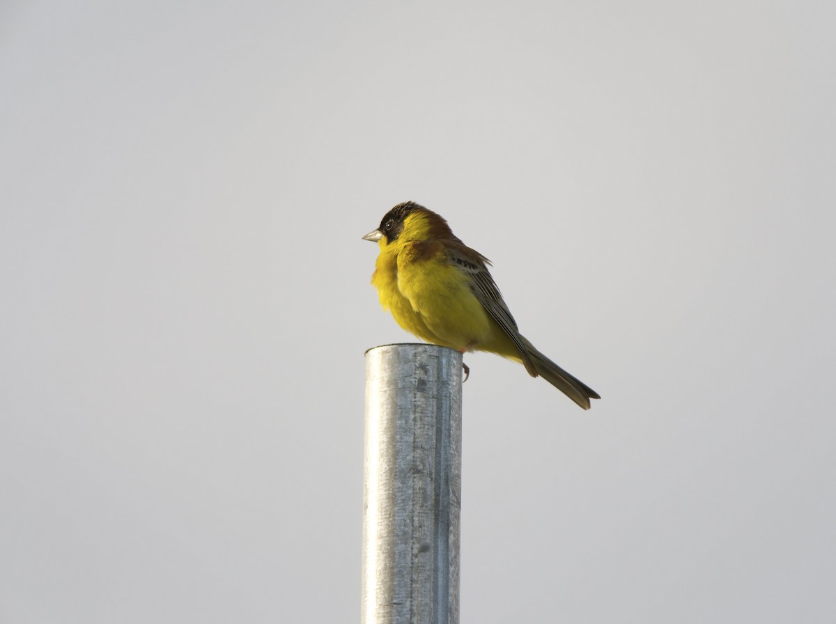Black-headed Bunting - ML636242069