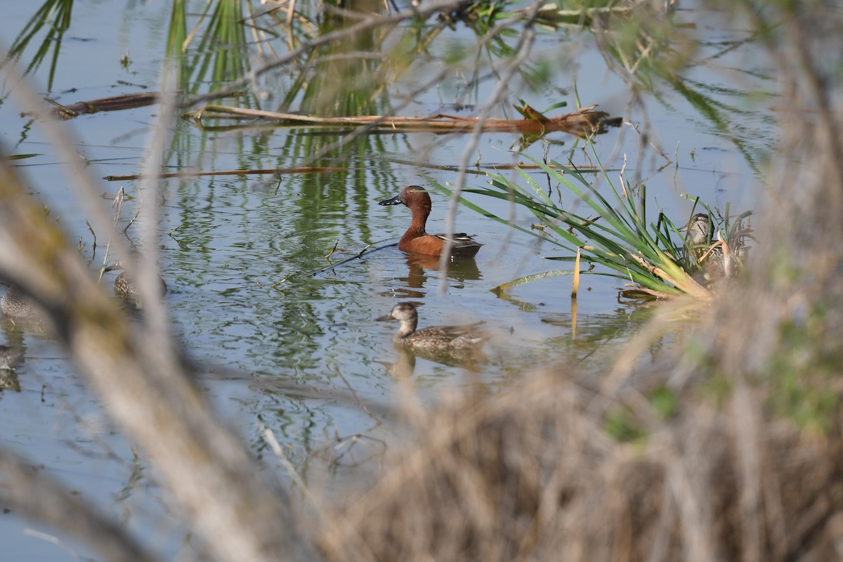 Cinnamon Teal - ML636242075