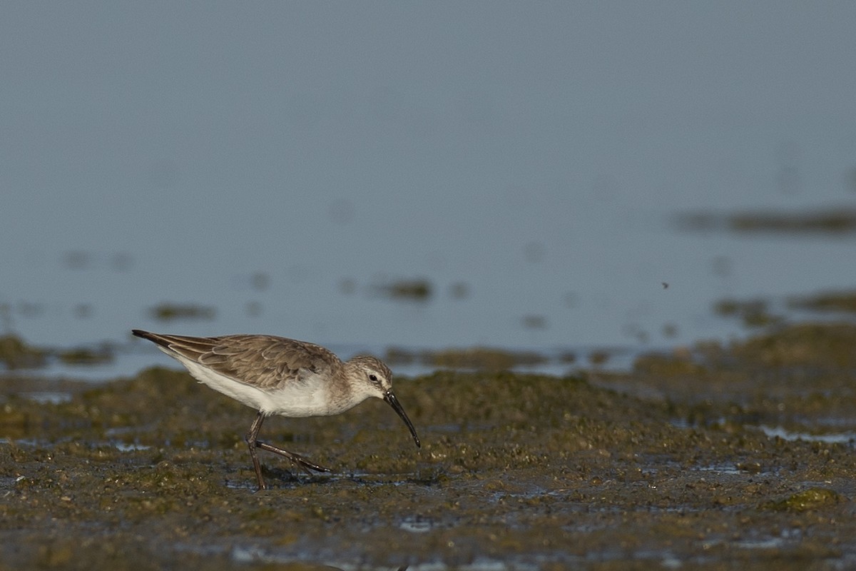 Curlew Sandpiper - ML636242087