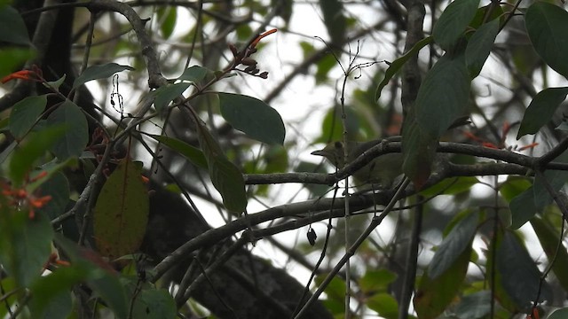 Cuban Vireo - ML636242100