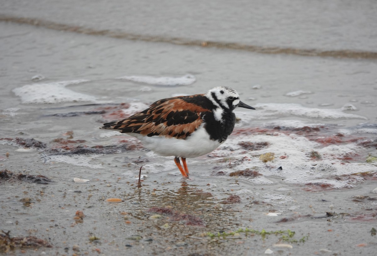 Ruddy Turnstone - ML636242121
