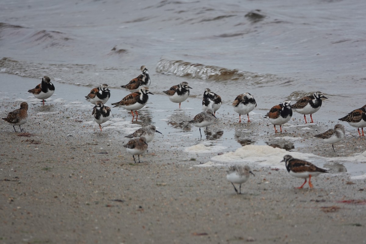 Ruddy Turnstone - ML636242122
