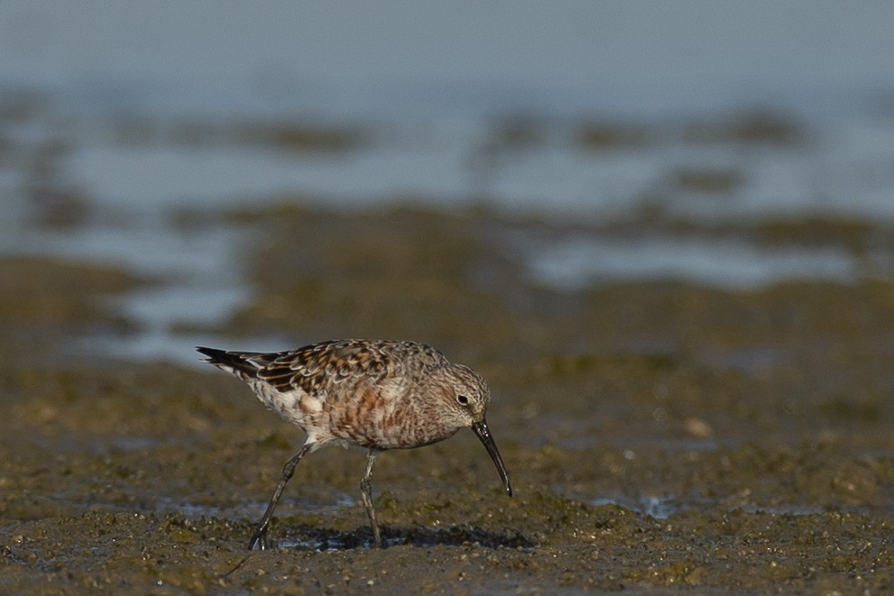 Curlew Sandpiper - ML636242156