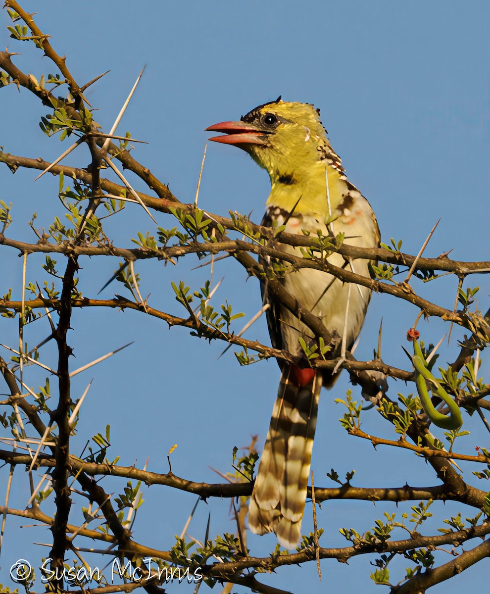 Yellow-breasted Barbet - ML636242165