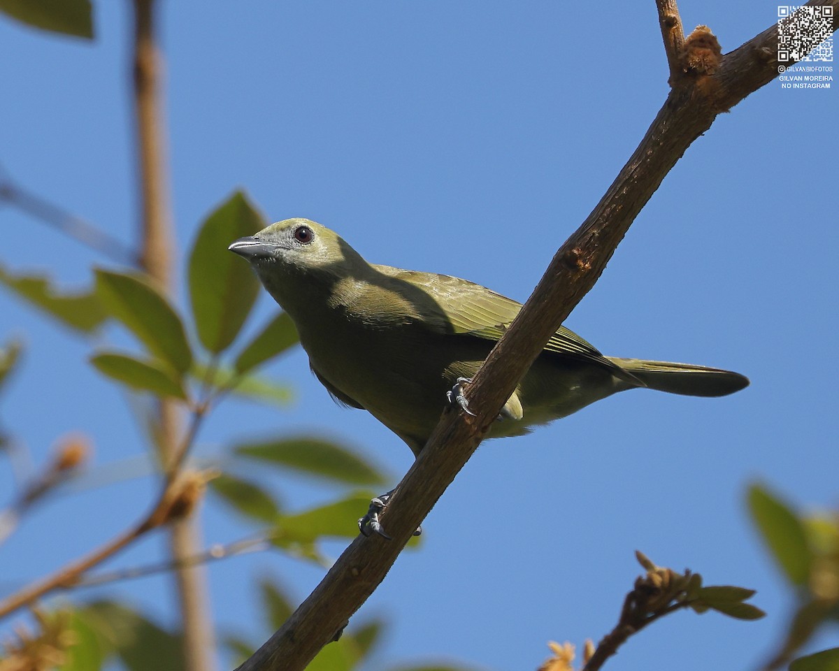 Palm Tanager - ML636242166