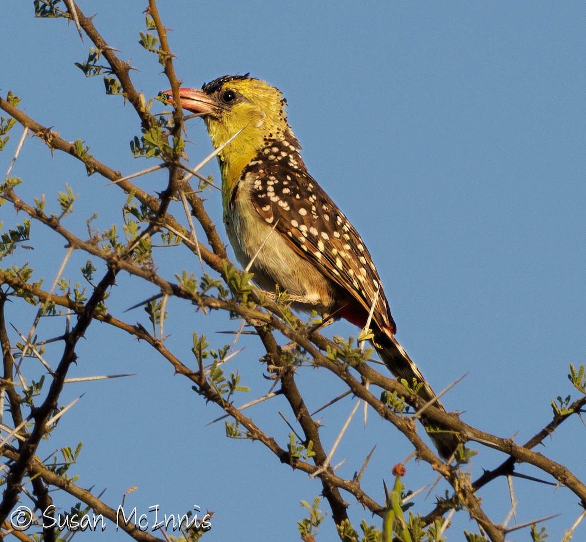 Yellow-breasted Barbet - ML636242202
