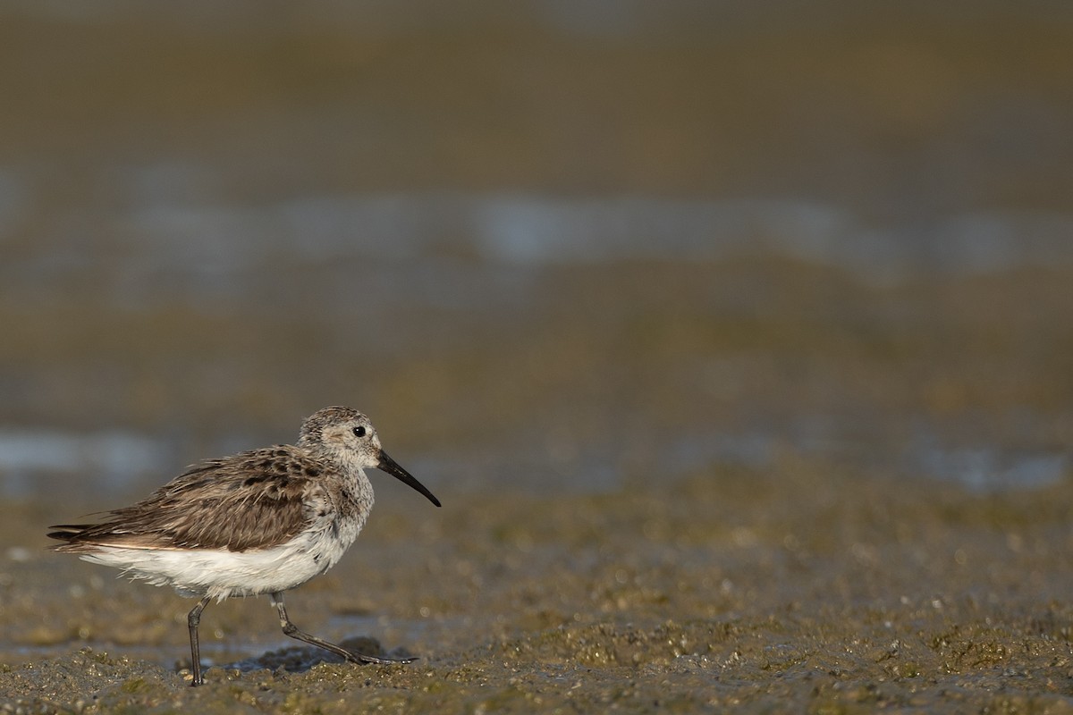 Curlew Sandpiper - ML636242215