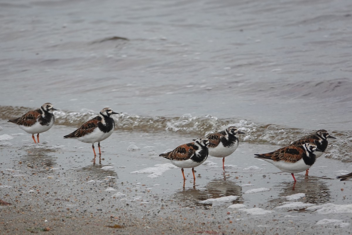 Ruddy Turnstone - ML636242219