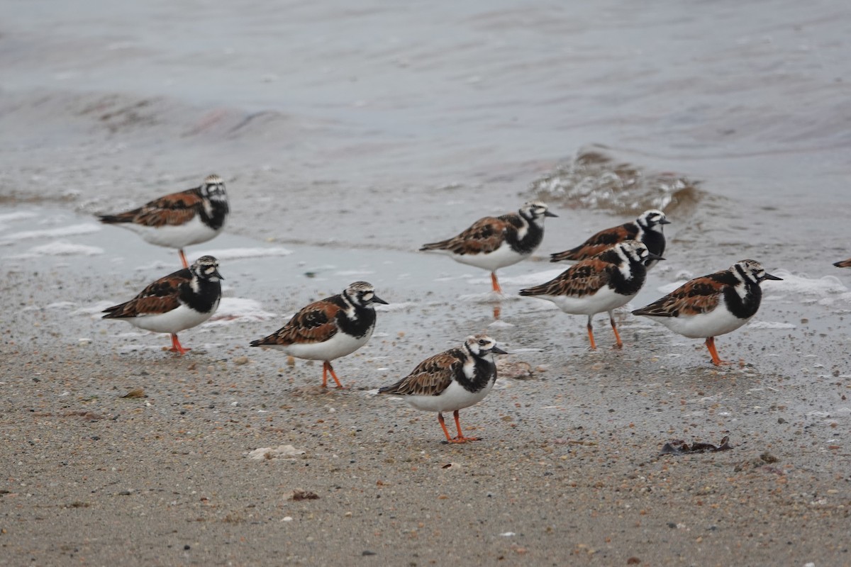 Ruddy Turnstone - ML636242220