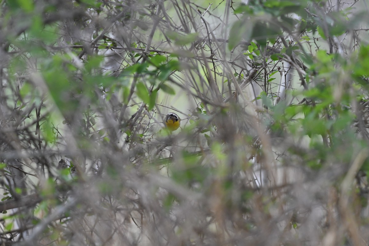 Common Yellowthroat - ML636242234
