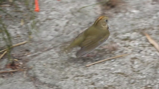 Ovenbird - ML636242264