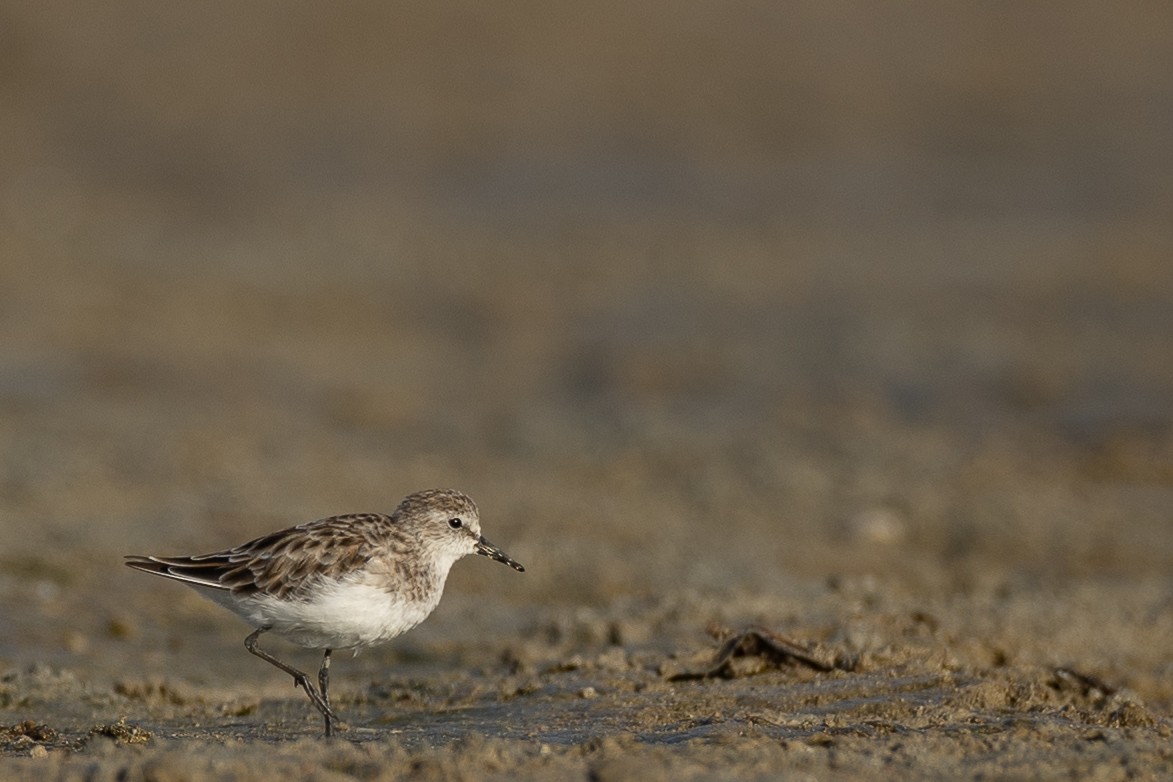 Little Stint - ML636242277