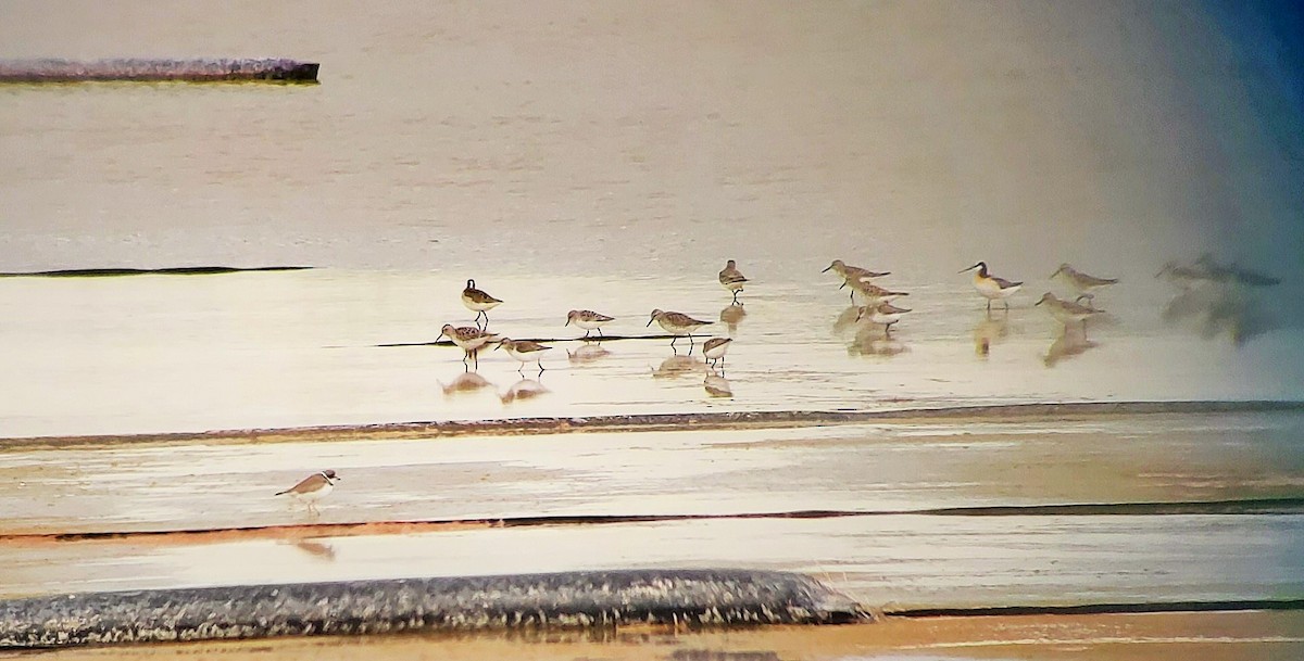 Wilson's Phalarope - ML636242292