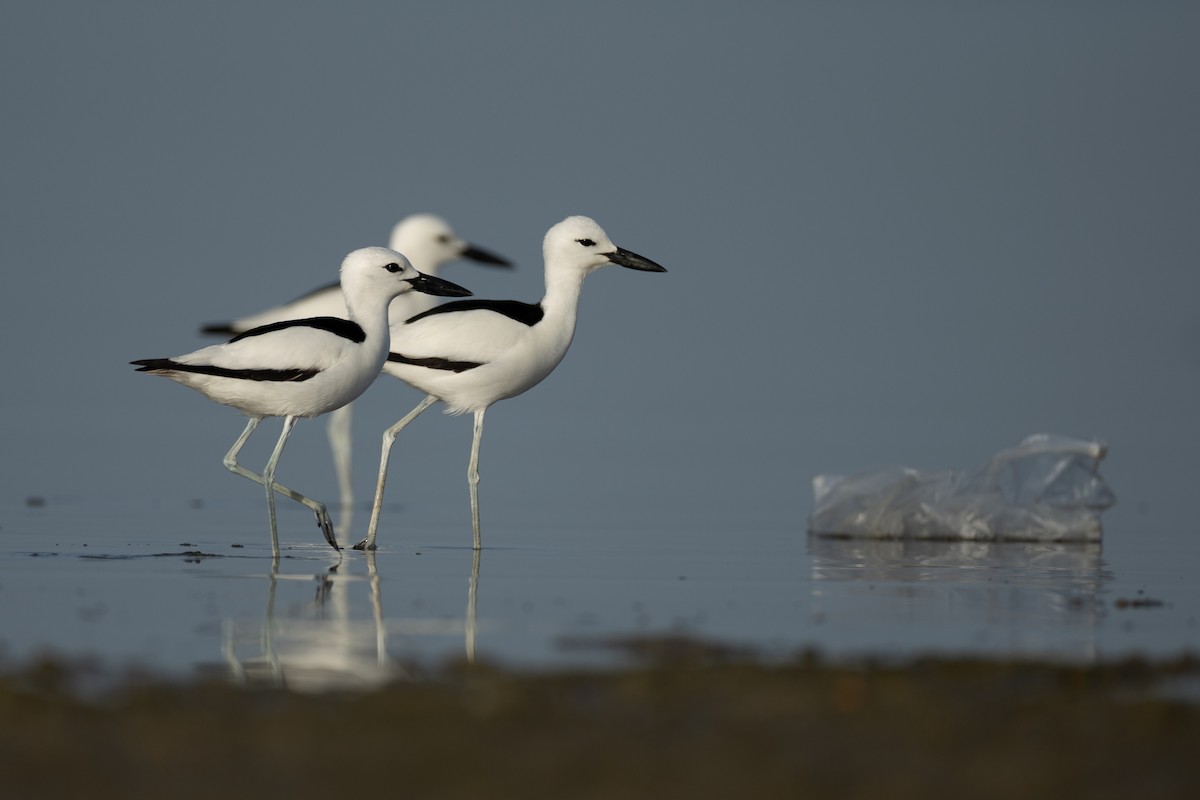 Crab-Plover - ML636242296