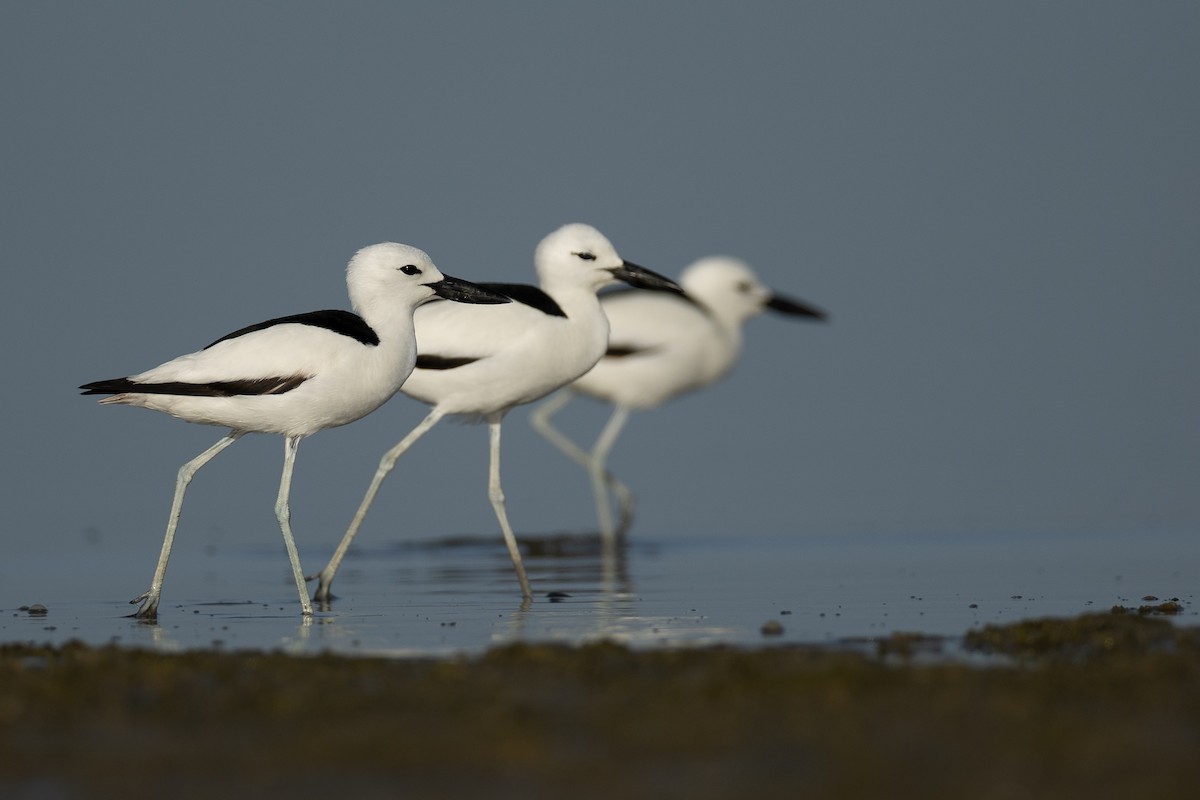 Crab-Plover - ML636242301