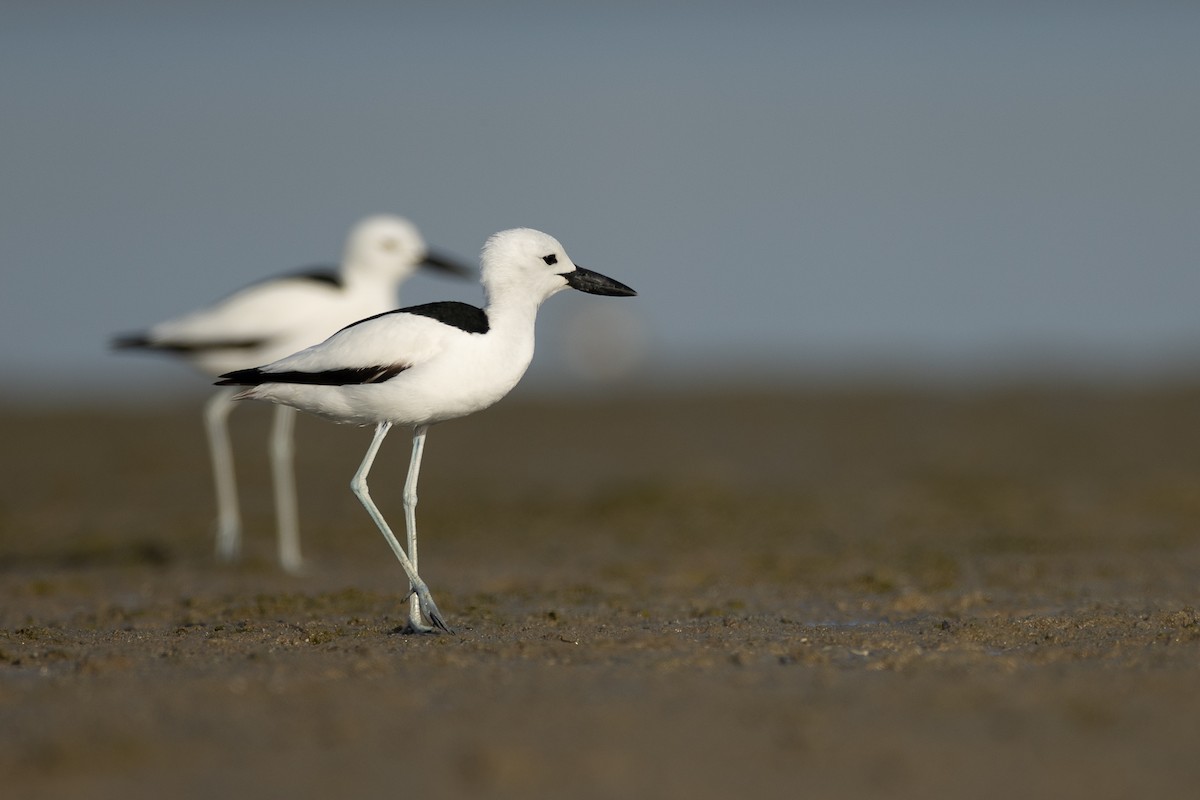 Crab-Plover - ML636242307