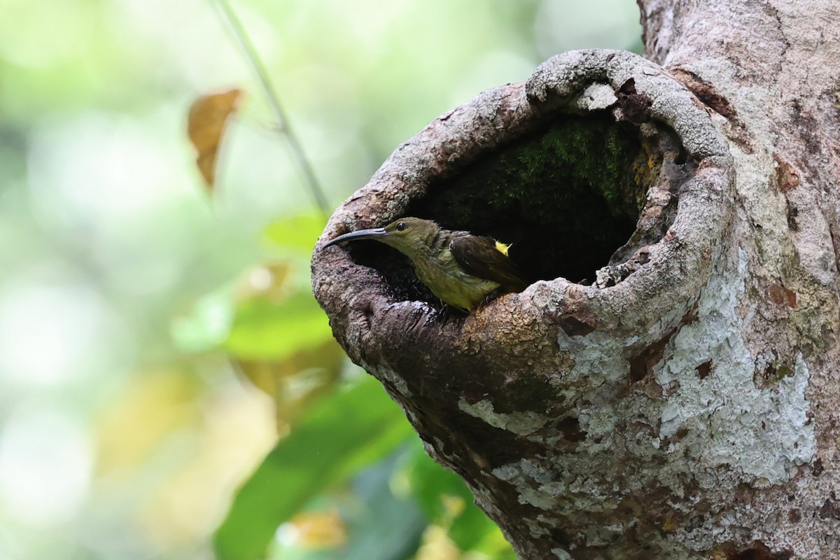 Thick-billed Spiderhunter - ML636242308