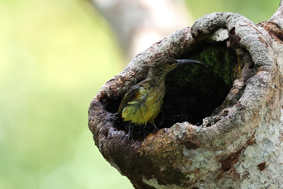 Thick-billed Spiderhunter - ML636242309