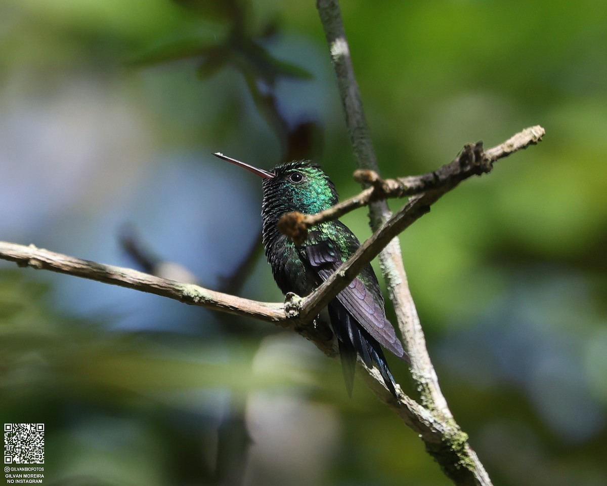 Blue-chinned Sapphire - ML636242343