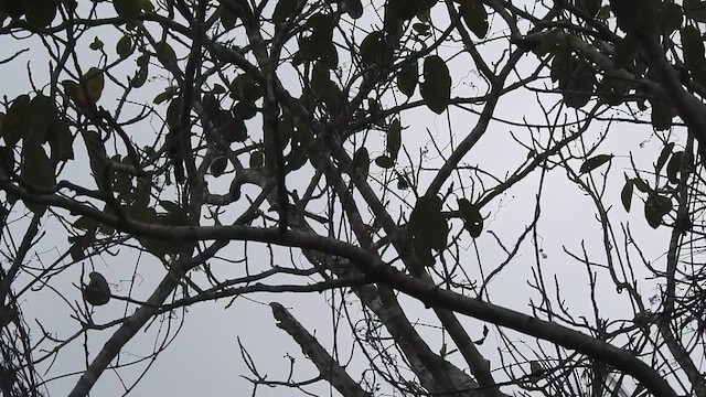 Cuban Crow - ML636242345