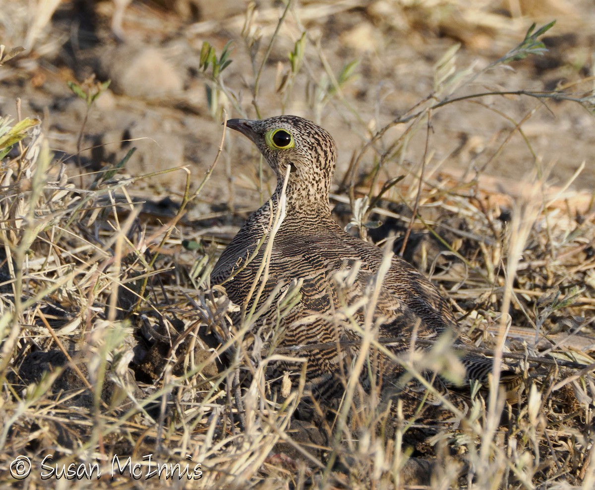 Lichtenstein's Sandgrouse - ML636242352