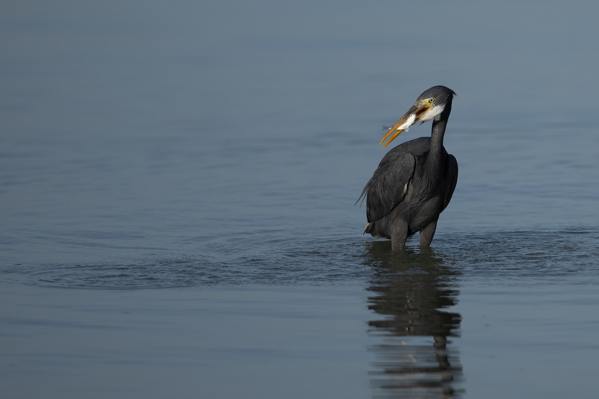 Western Reef-Heron - ML636242361
