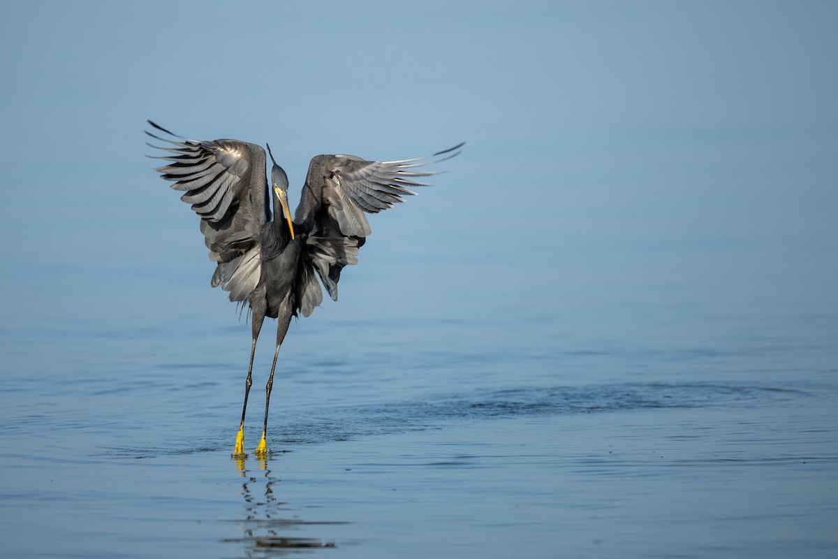 Western Reef-Heron - ML636242391