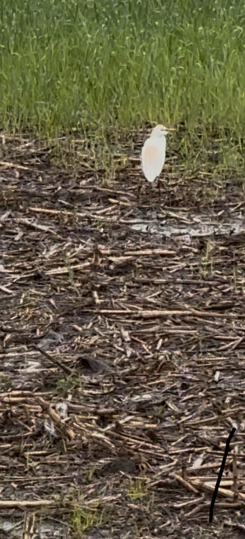 Western Cattle-Egret - ML636242416