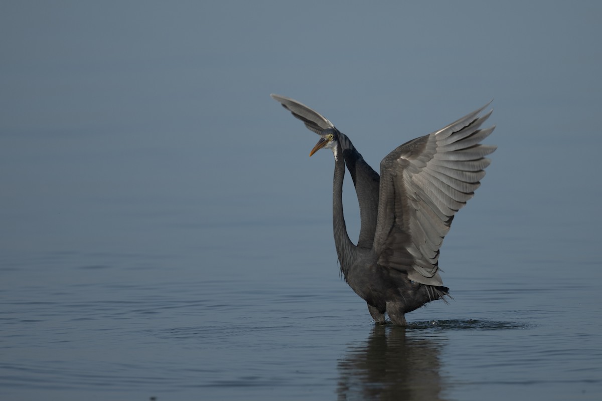 Western Reef-Heron - ML636242429