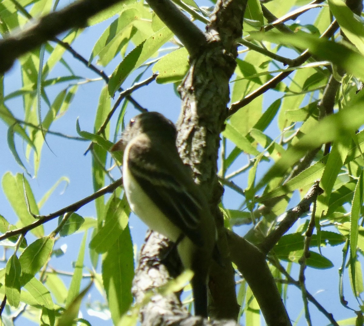 North Carolina Bird Atlas Checklist 21 May 2025 Lake Crabtree