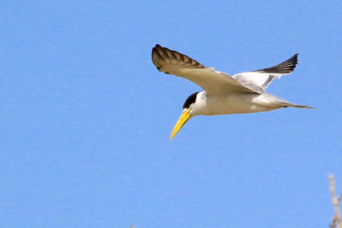 Large-billed Tern - ML63624251