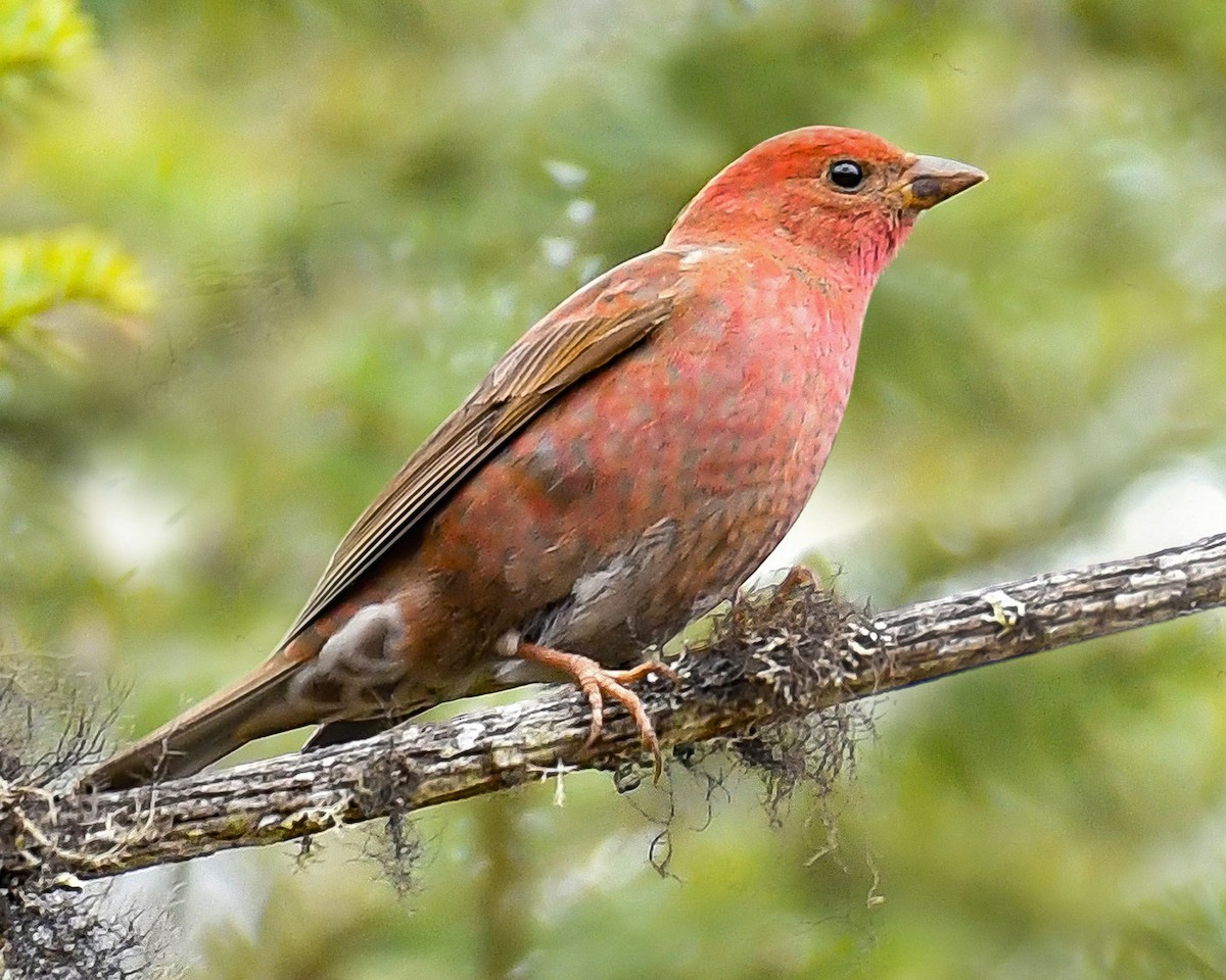 Blanford's Rosefinch - Anuj Saikia