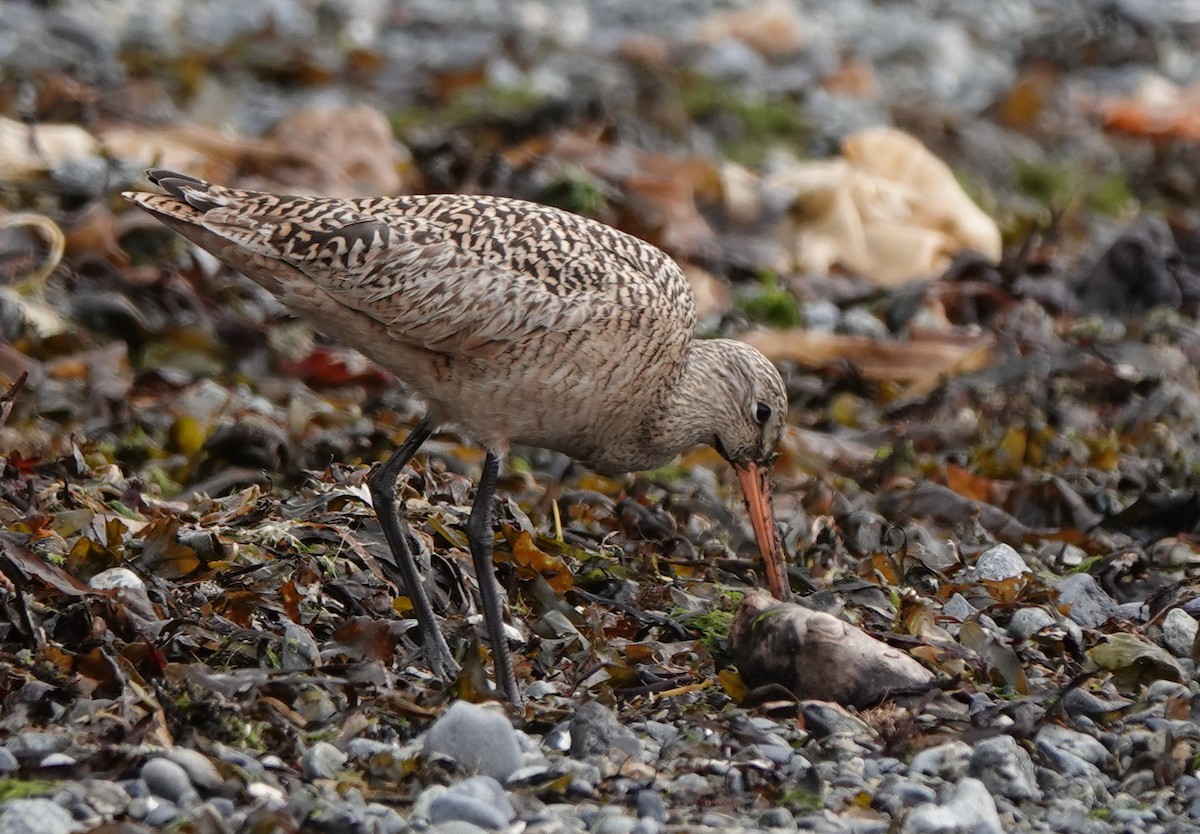 Marbled Godwit - ML636242579
