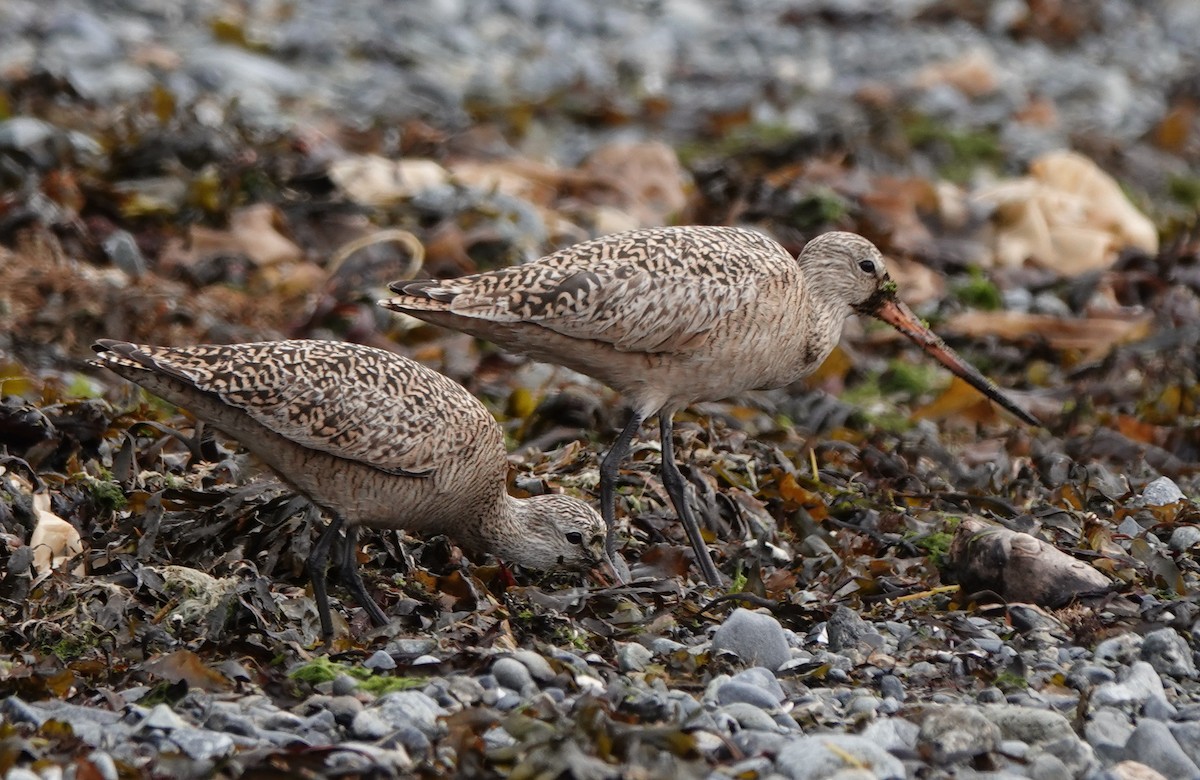 Marbled Godwit - ML636242580